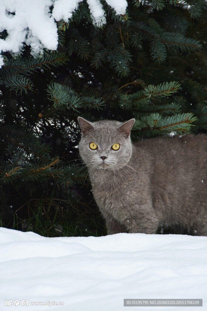 雪地中的灰猫