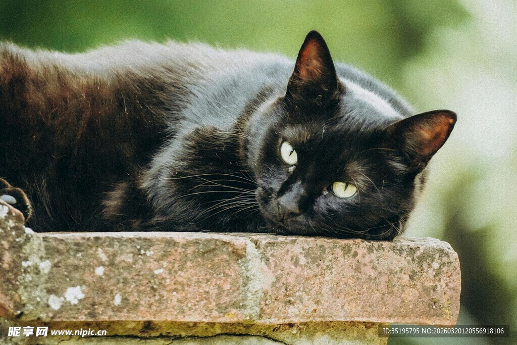 黑猫慵懒趴于石台上