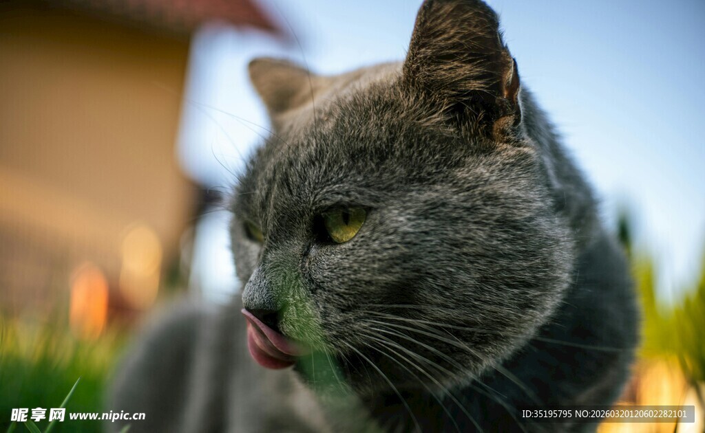 吐舌的灰猫
