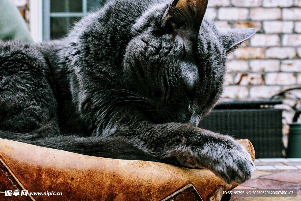 黑猫慵懒趴于棕色皮椅上