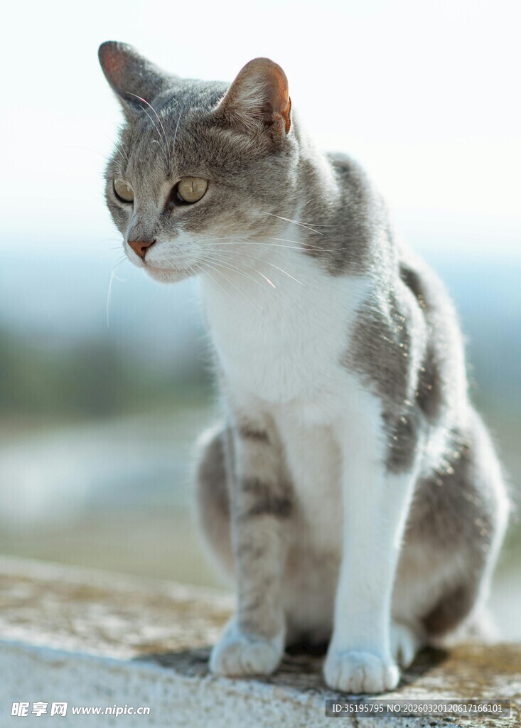 灰白猫咪坐立凝视