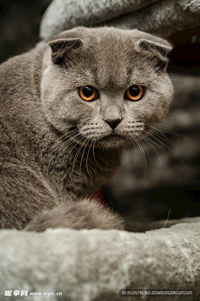 灰色折耳猫的专注瞬间