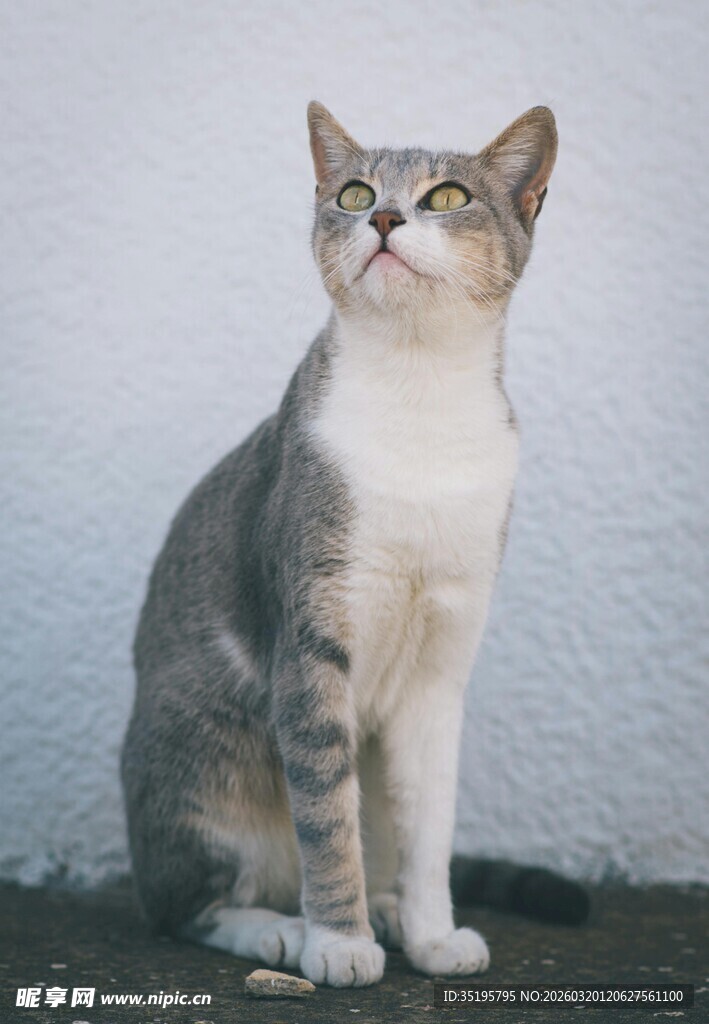 坐姿优雅的灰白猫咪