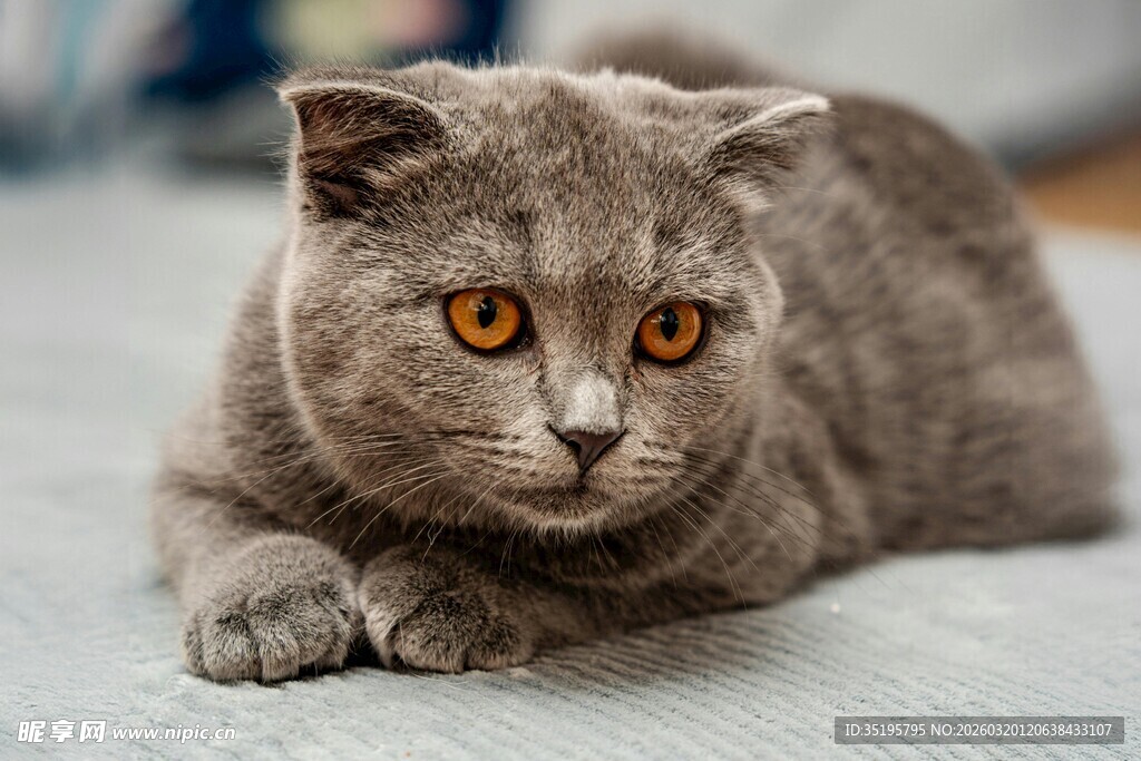 灰色英短猫趴卧姿态