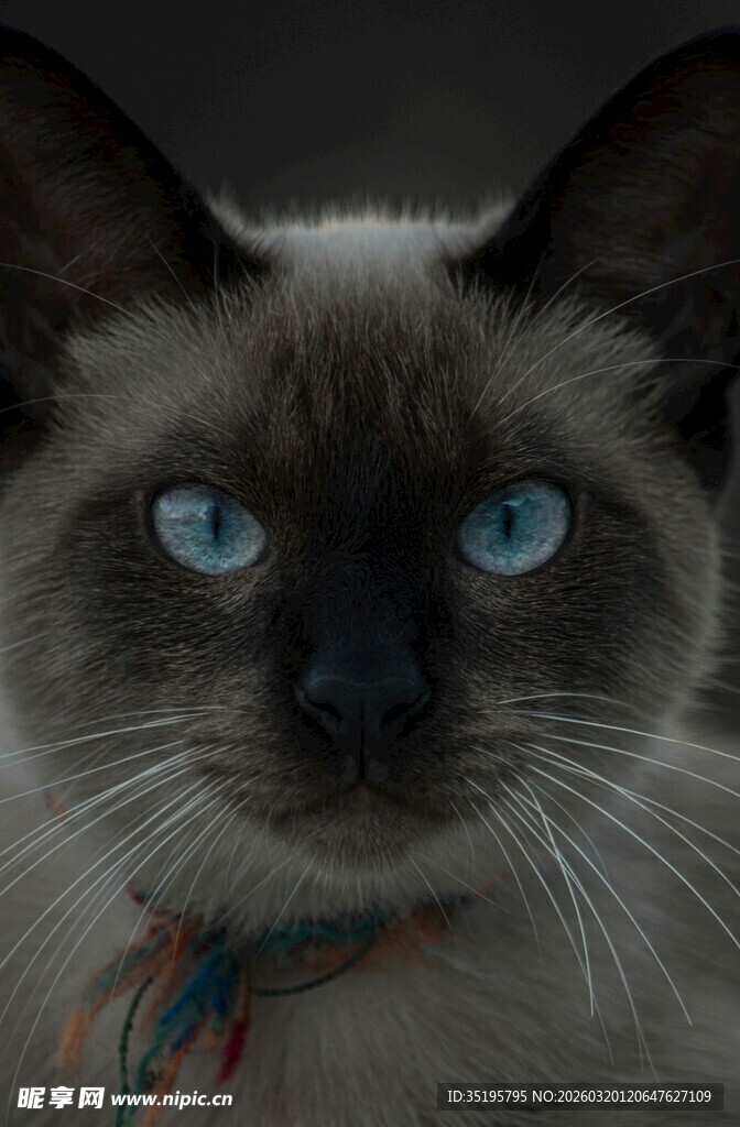 蓝眼暹罗猫特写