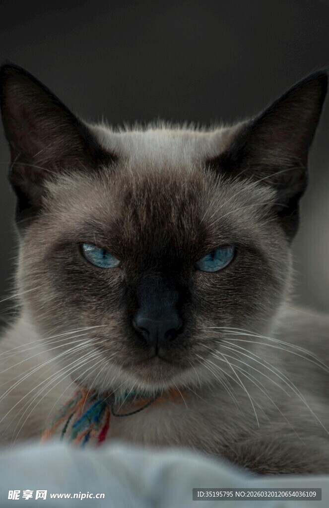 蓝眼暹罗猫慵懒姿态