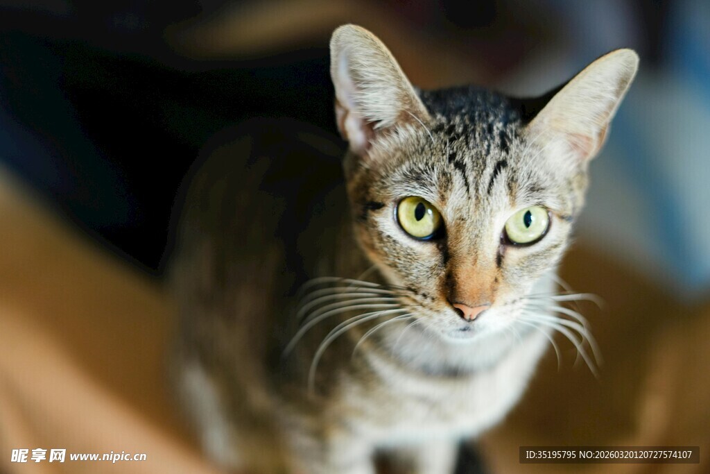 可爱斑纹猫直视镜头