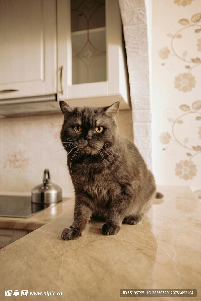 厨房中的可爱猫咪