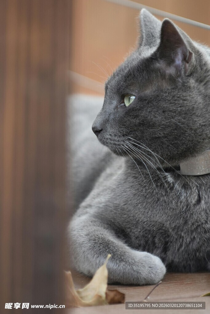 灰猫侧躺于地望向前方