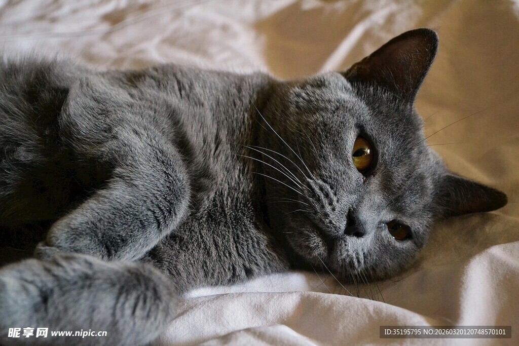 慵懒灰猫惬意躺卧