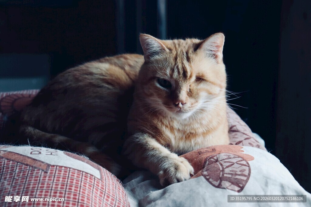 慵懒猫咪惬意躺卧