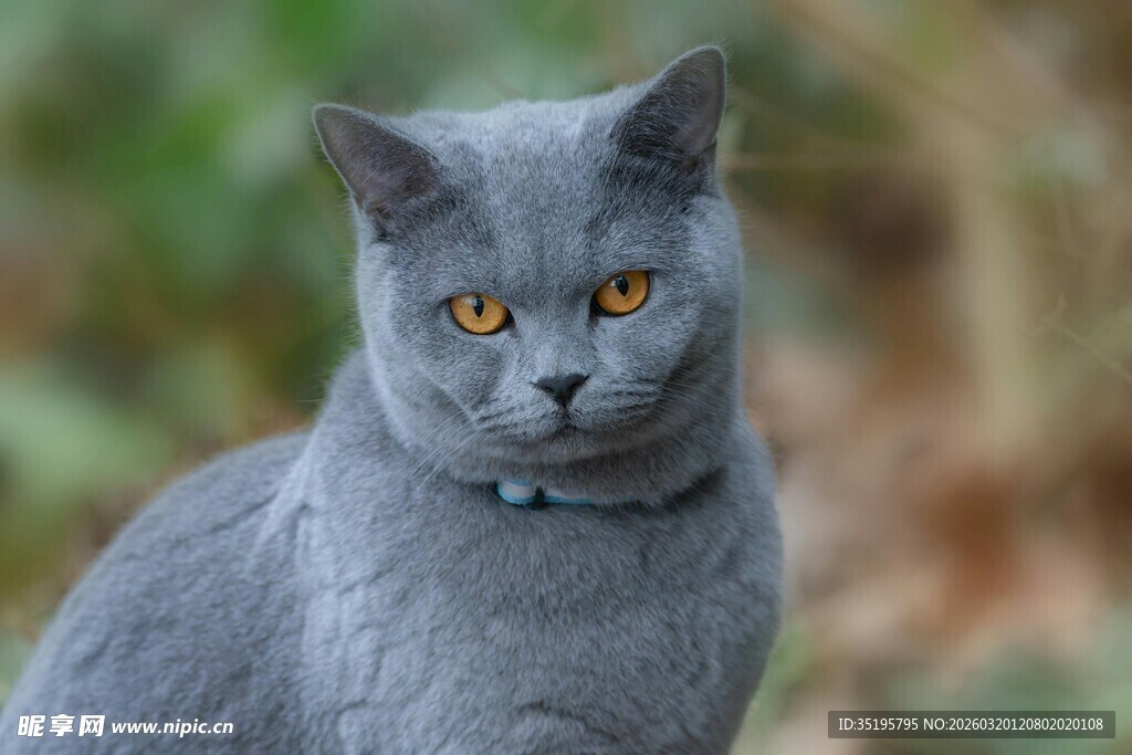 灰蓝猫咪凝视镜头