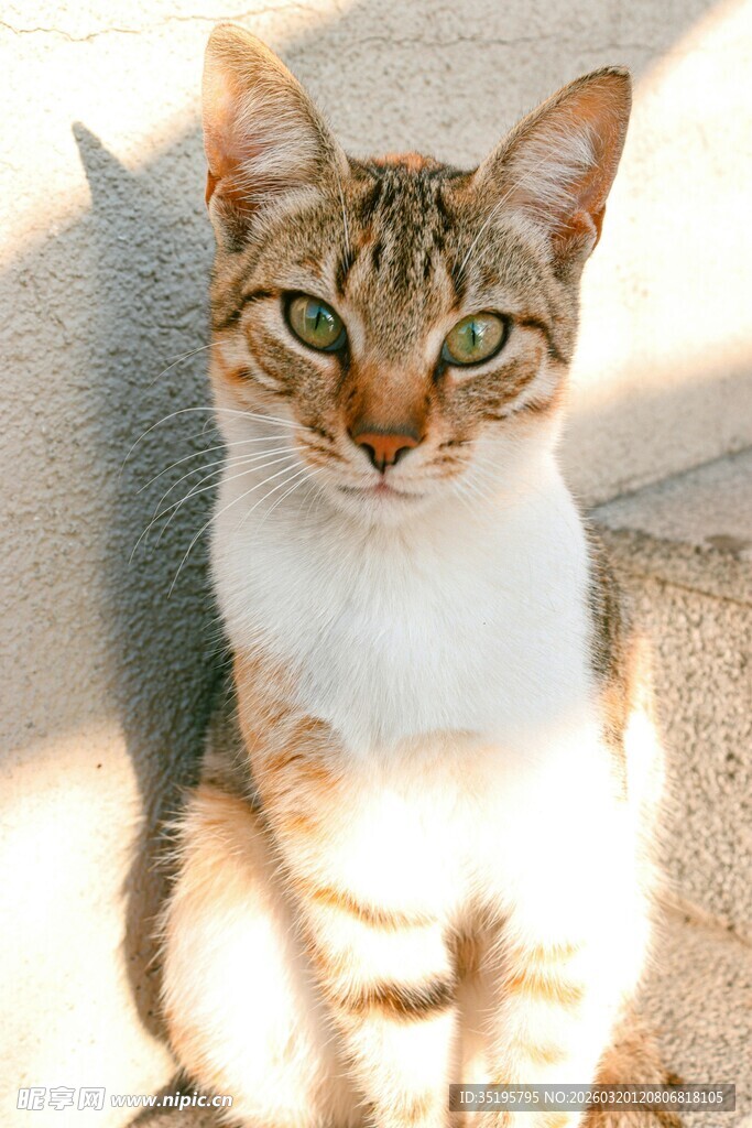 阳光下的可爱猫咪