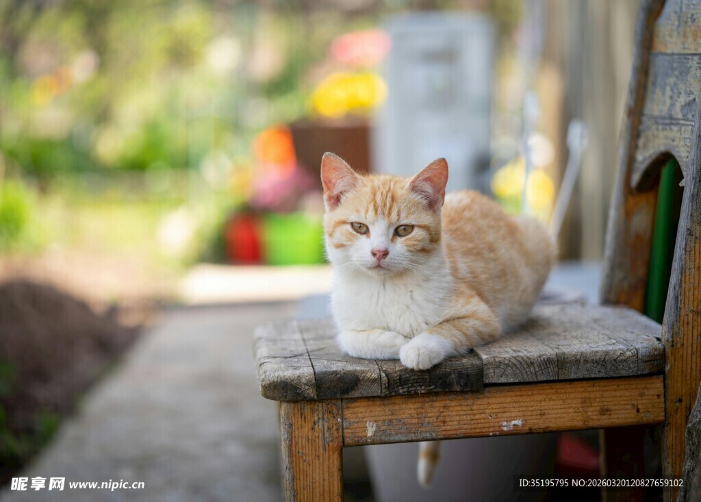 木凳上的悠闲猫咪