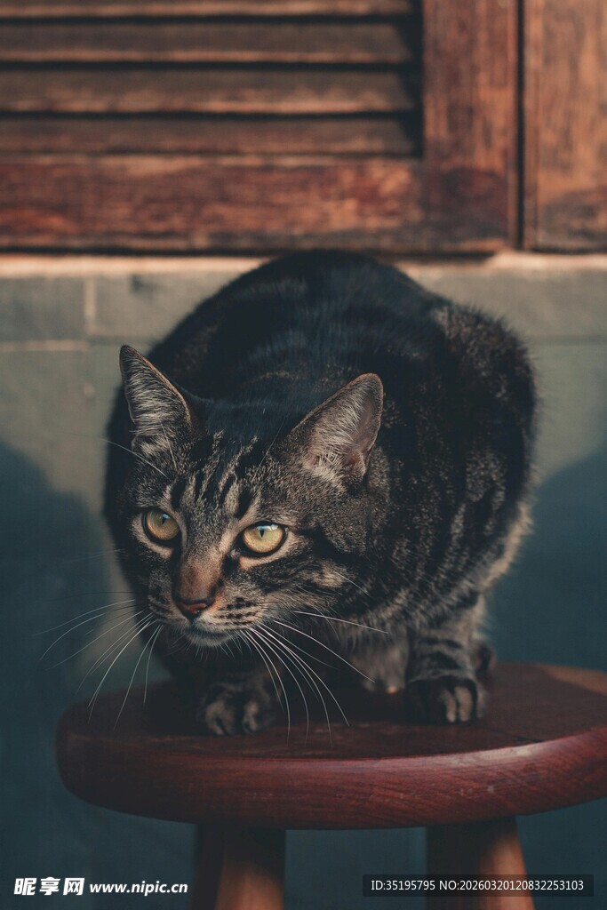 凳子上的虎斑猫咪