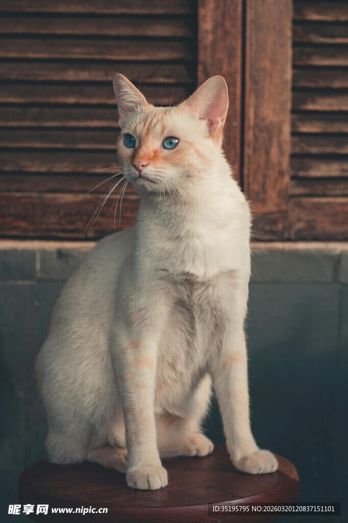 白猫咪端坐木凳望远方