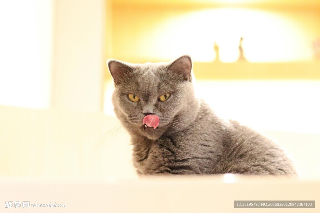 吐舌小猫萌态尽显