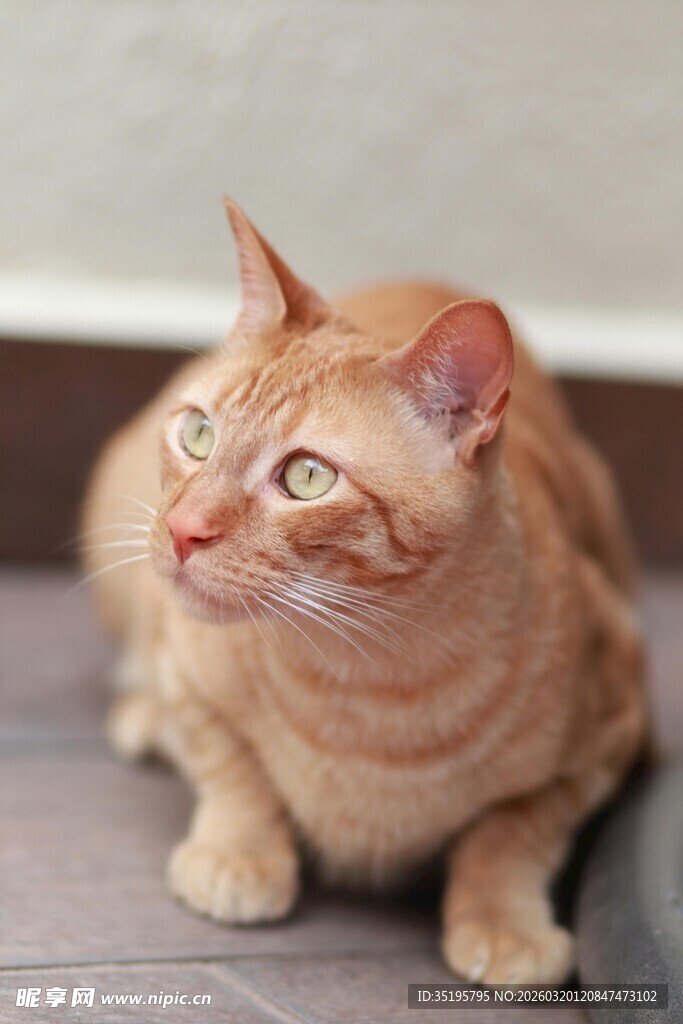橘猫蹲坐好奇望向上方
