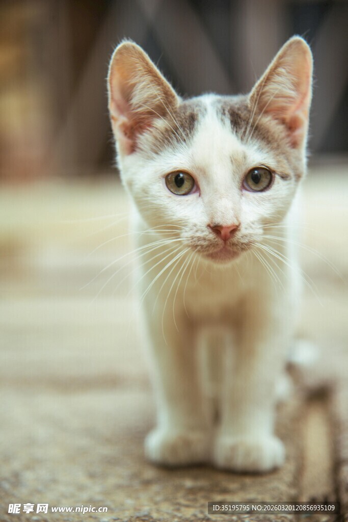 可爱小白猫呆萌凝视