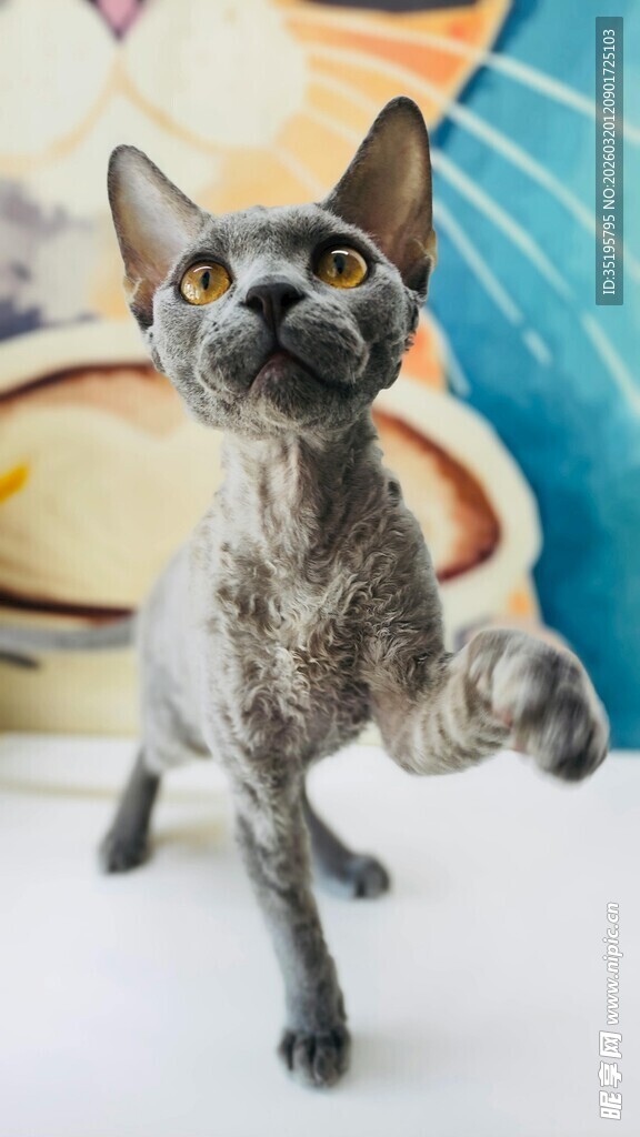 无毛猫抬爪好奇张望