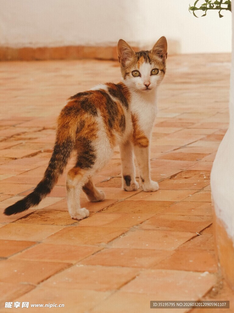 三色小猫站在木地板上