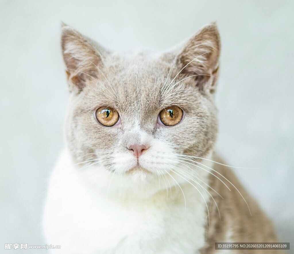 灰白猫咪的可爱特写