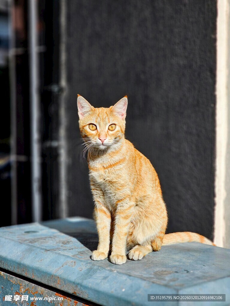橘猫端坐窗台