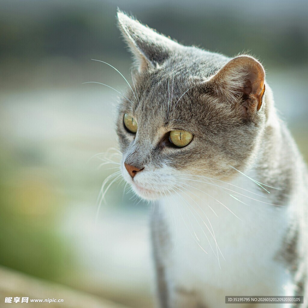 灰白猫咪侧头凝视
