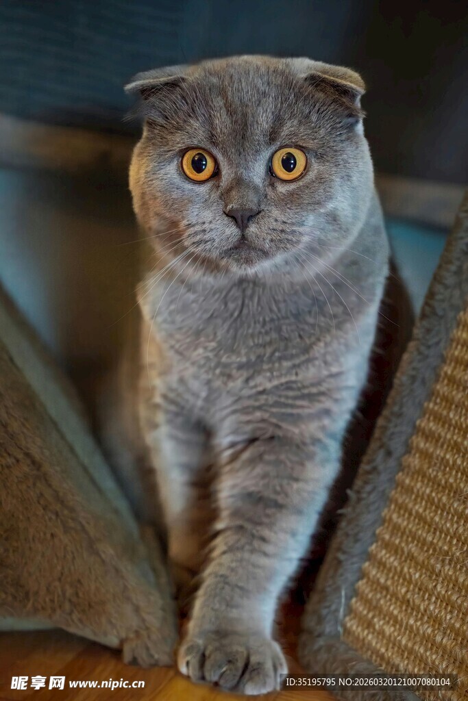 可爱折耳猫坐于猫窝中