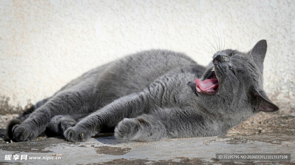 母象与小象亲昵互动场景