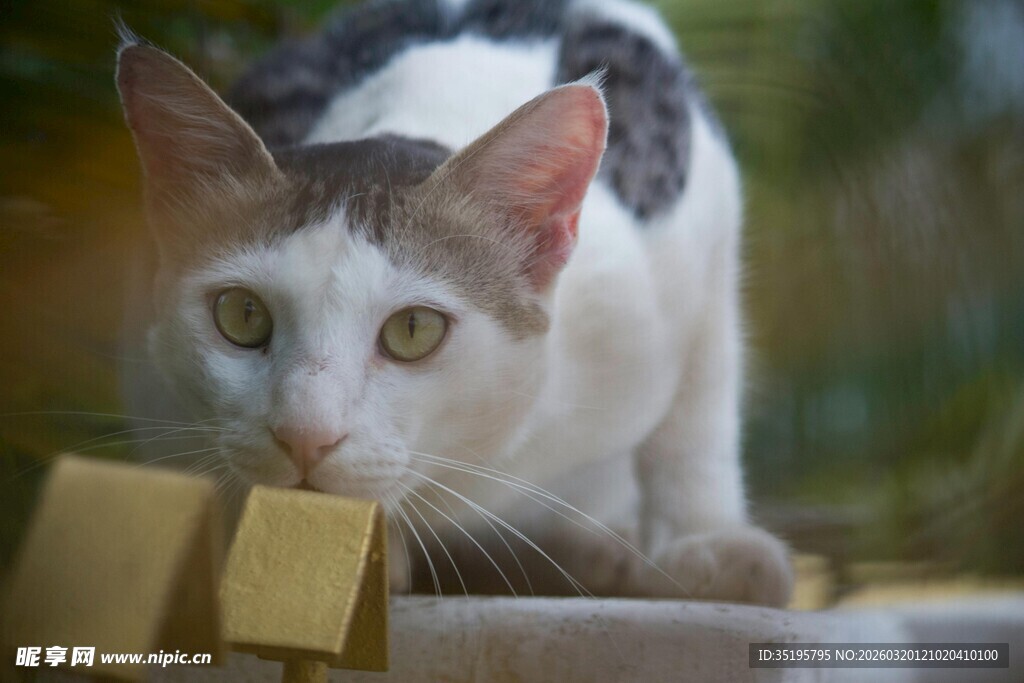 猫咪好奇嗅闻金色物件
