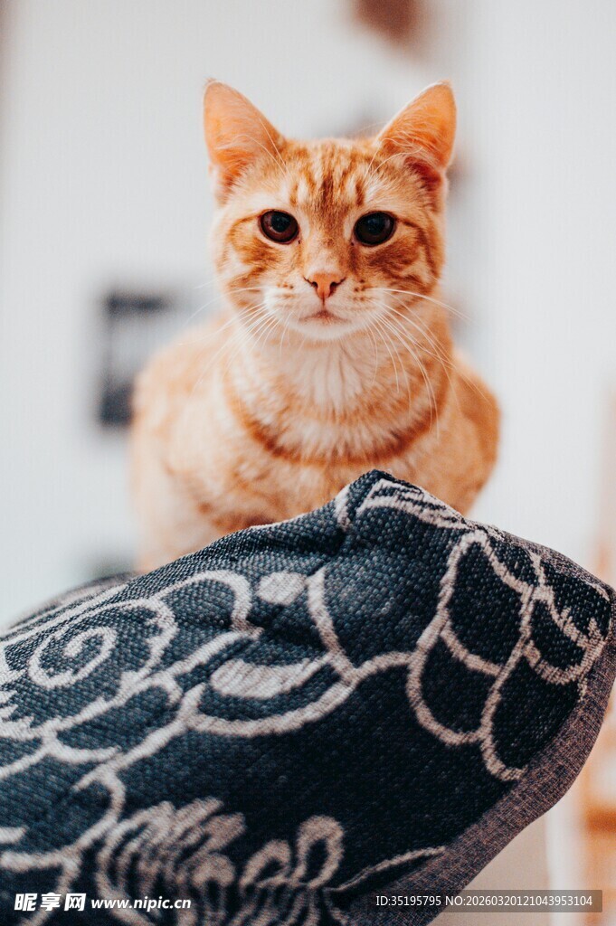 橘猫趴花纹抱枕上