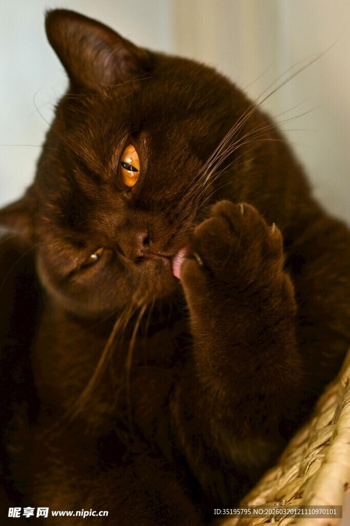 黑猫惬意自舔爪子