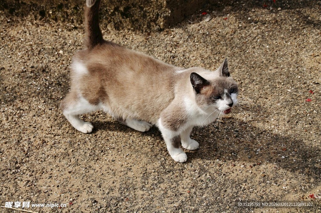 户外行走的双色猫咪