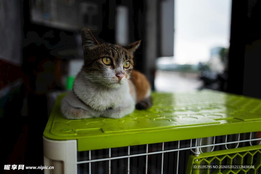 猫咪趴绿色笼子上