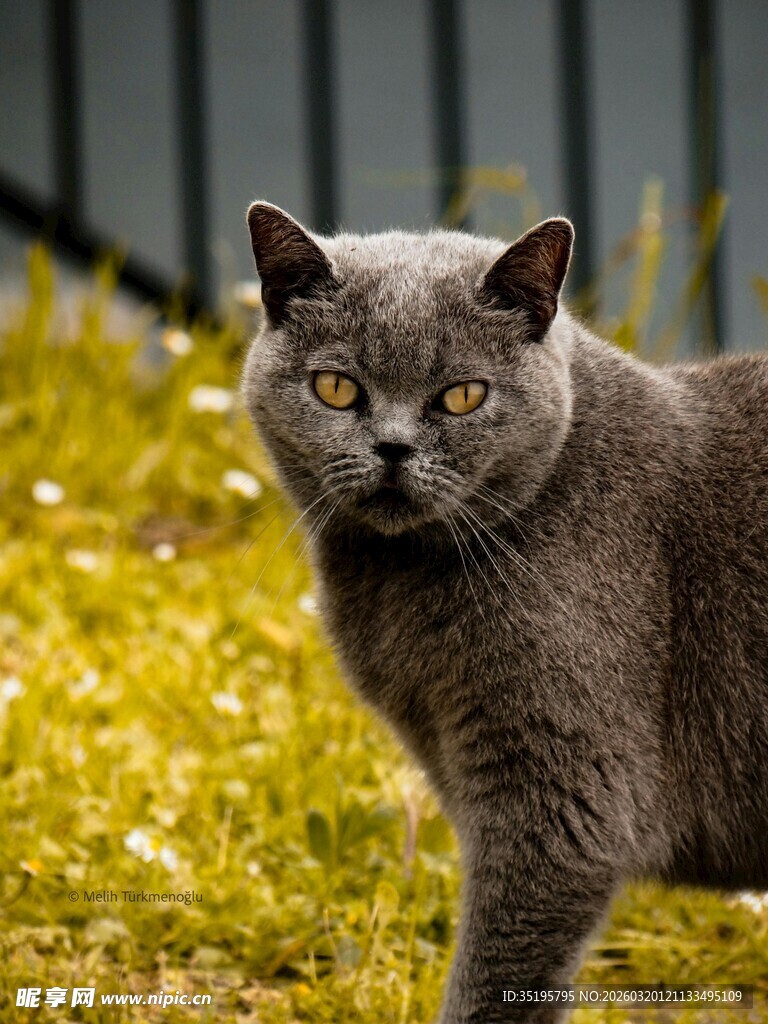 灰蓝猫咪漫步绿意草地