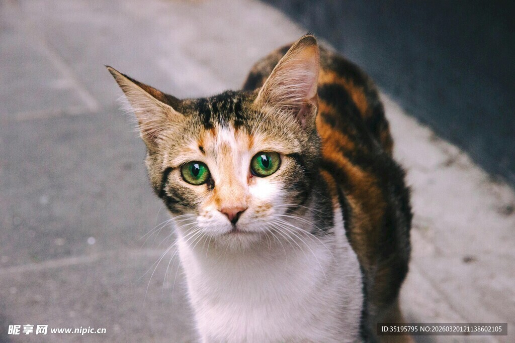三色花猫的可爱瞬间