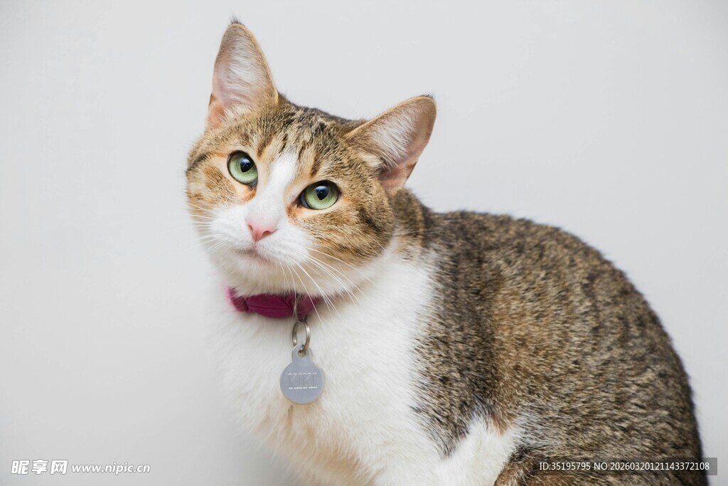 可爱猫咪佩戴项圈凝视