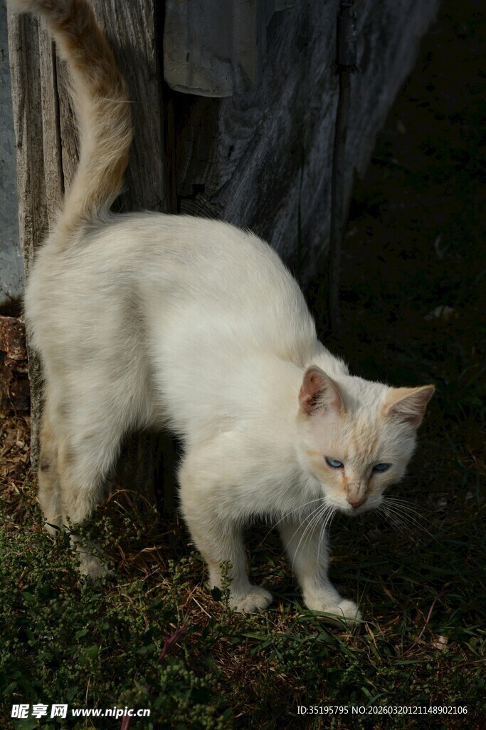 户外漫步的白色猫咪