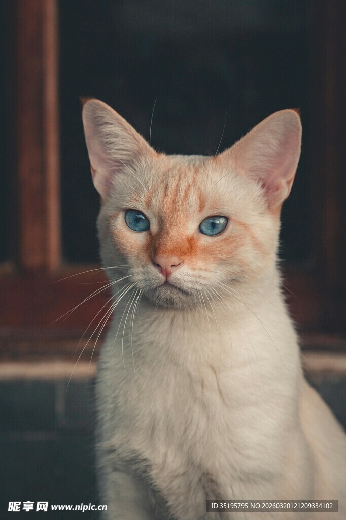 双色眼的可爱猫咪