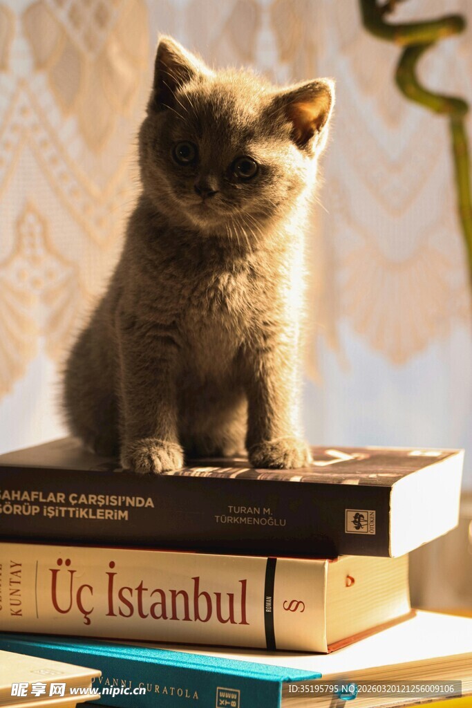 小猫端坐于书本之上