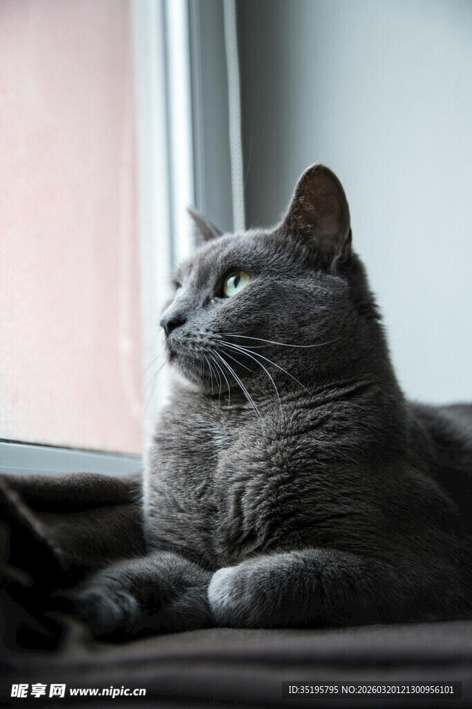 窗边静卧的灰猫