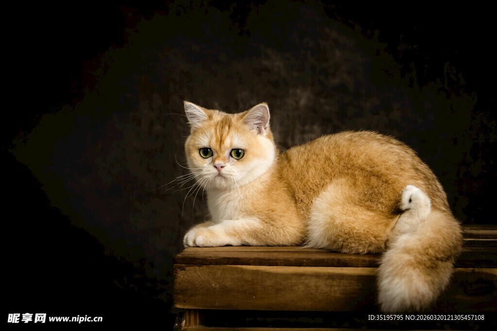 橘白猫咪优雅趴坐