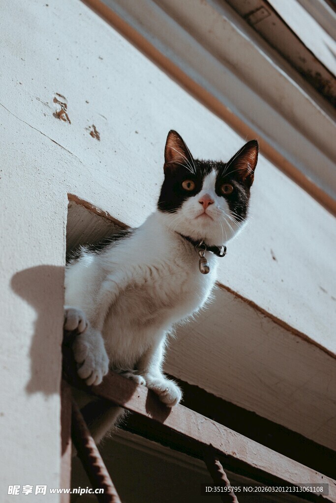 黑白猫咪探头张望