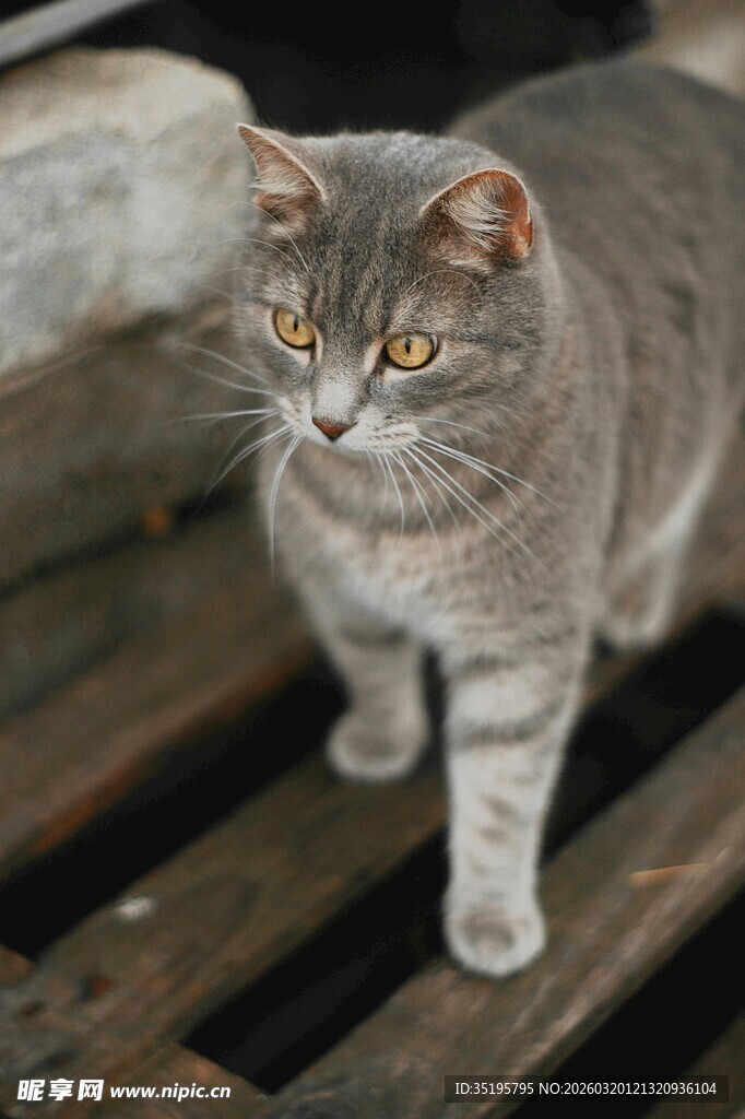 木栈上的灰毛猫咪