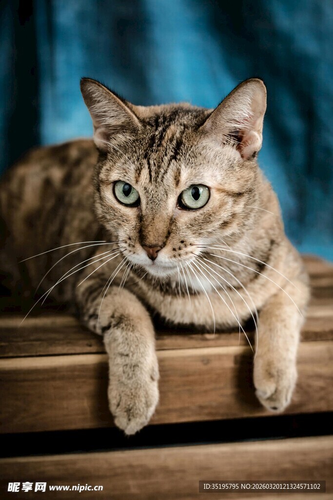 可爱虎斑猫趴于木台上