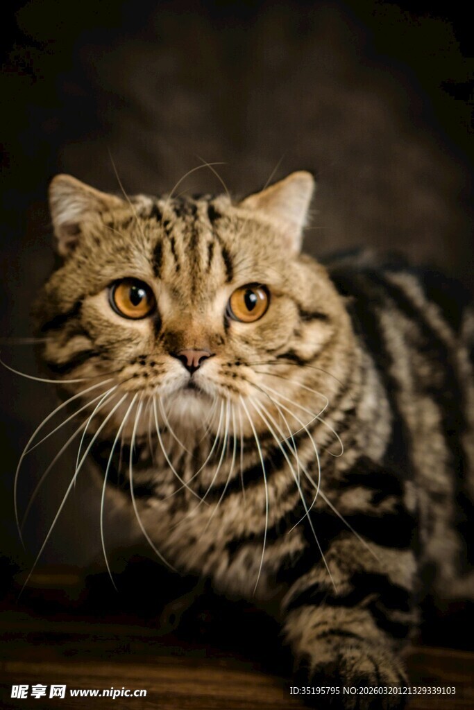 斑纹猫咪优雅趴卧