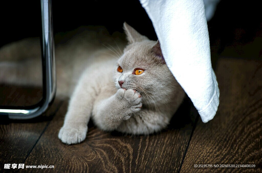 躲在布下的可爱猫咪