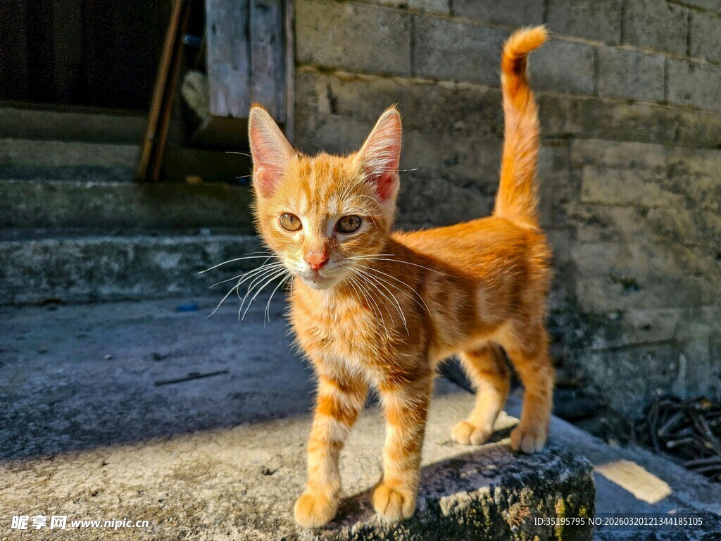 阳光下的橘色小猫