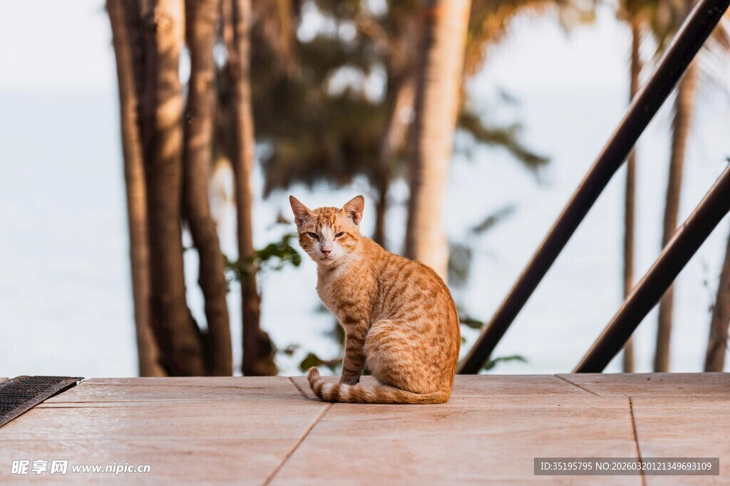 户外独坐的橘色猫咪